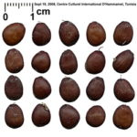 Carob Seed