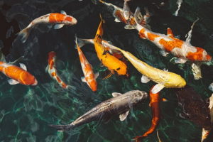 Koi fish