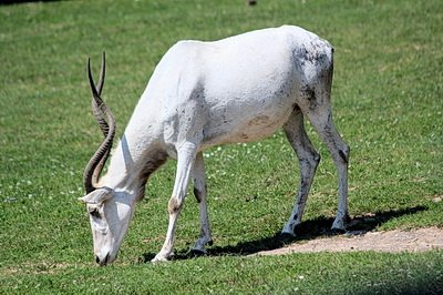 Addax in the field