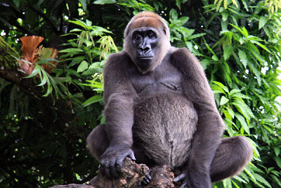 cross river gorilla