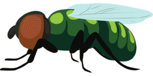 Illustration of a fruit fly