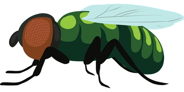 Illustration of a fruit fly